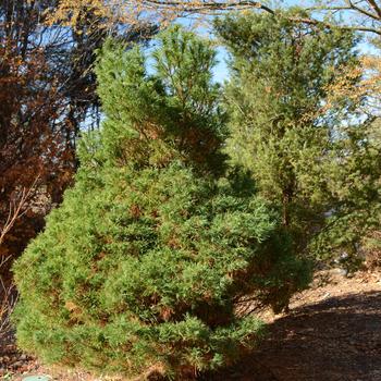 Pinus strobus - 'Wiggles' Eastern White Pine