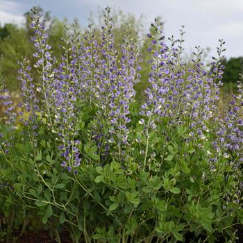 Baptisia hybrid - Decadence® Deluxe 'Blue Bubbly'