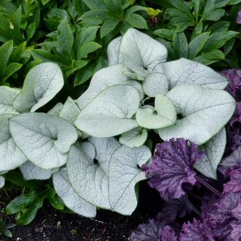 Brunnera 'Alexandria' (Siberian Bugloss) - Alexandria Siberian Bugloss