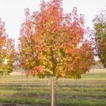 Pyrus calleryana 'Aristocrat' - Aristocrat Pear