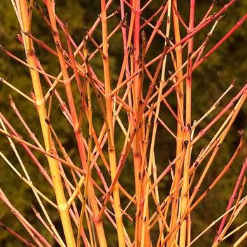 Cornus sanguinea 'Arctic Sun' - Dogwood