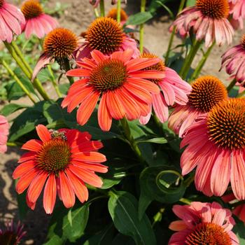 Echinacea 'Balsomotan' PP31844 (Coneflower) - Sombrero® Tango Tangerine