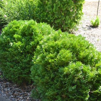 Thuja occidentalis 'Bobazam' - Mr. Bowling Ball® Arborvitae