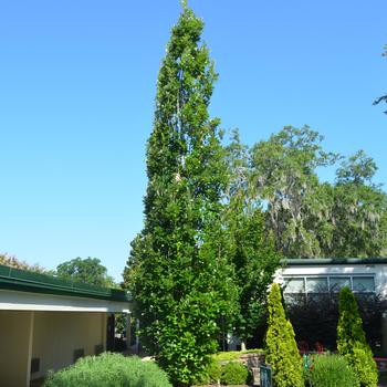Quercus X warei 'Long' (Oak) - Regal Prince® Oak