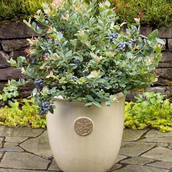 Vaccinium ''ZF06-079'' PP23336, CPBR5495 (Blueberry) - Bushel and Berry® Pink Icing®