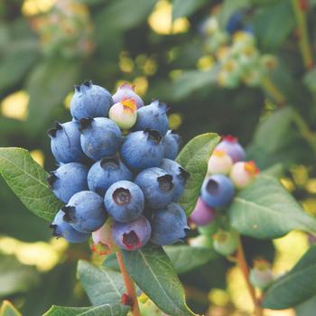 Vaccinium ''ORUS-61-1'' PP24209 (Blueberry) - Bushel and Berry® Perpetua®