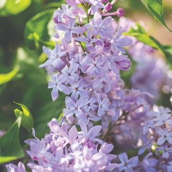 Syringa vulgaris 'G13099' PPAF (Lilac) - New Age Lavender Lilac