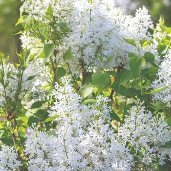 Syringa vulgaris 'New Age White' - New Age White Lilac
