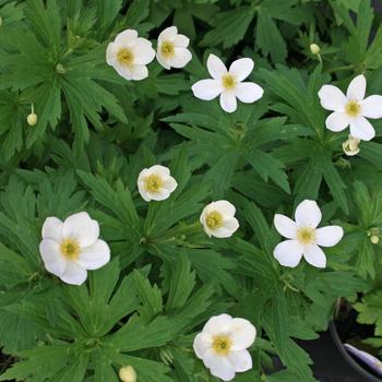 Anemone canadensis - Meadow Anemone