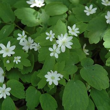 Anemonella thalictroides - Rue-anemone