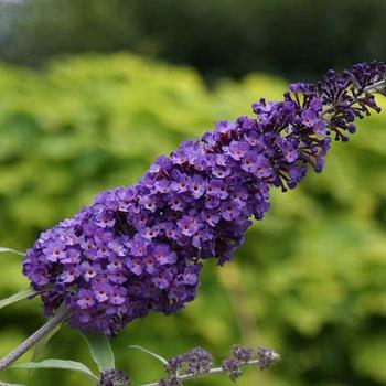 Buddleia davidii Butterfly Bush - ''Purple Emperor™