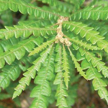 Comptonia peregrina - Sweetfern