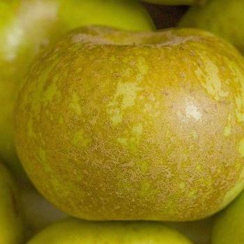 Apple 'Roxbury Russett' - Roxbury Russett Apple