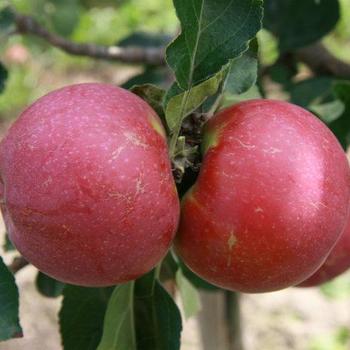 Apple SD 'Liberty' - Liberty Apple