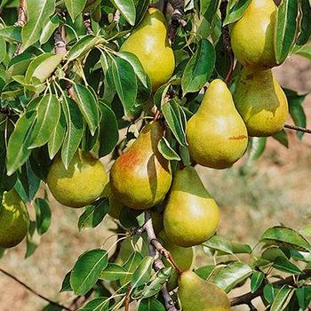 Pyrus x 'Bartlett' - Bartlett Pear