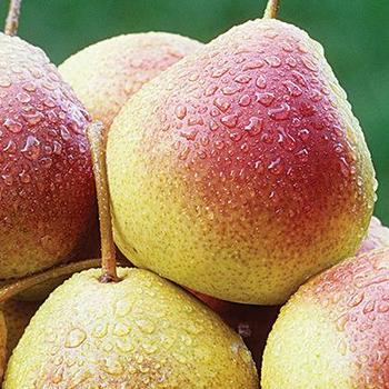Pyrus x 'Summercrisp' - Summercrisp Pear
