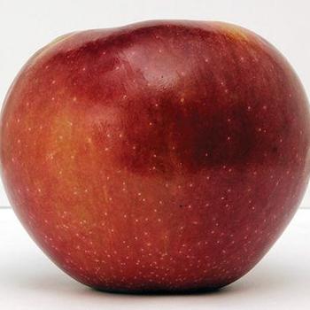 Apple 'Connell Red'' - Connell Red Apple