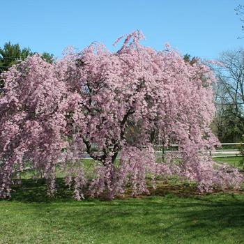 Malus hybrid - 'Louisa' 