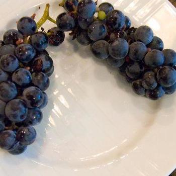 Vitis 'Valiant' - Valiant Grape