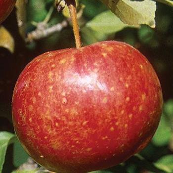 Malus 'Whitney' - Whitney Crabapple