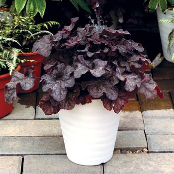 Heuchera 'Black' PPAF (Coral Bells) - Northern Exposure Black Coral Bells