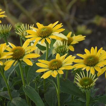 Echinacea hybrid - Eye-Catcher™ 'Canary Feathers'