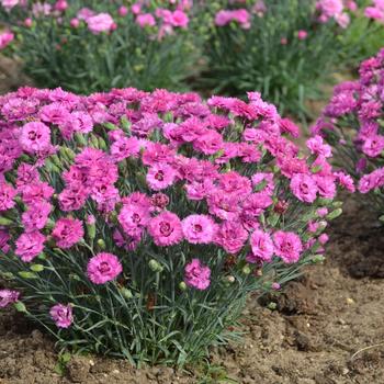 Dianthus hybrid - Pretty Poppers™ 'Goody Gumdrops'