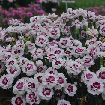 Dianthus hybrid - Pretty Poppers™ 'Kiss and Tell'