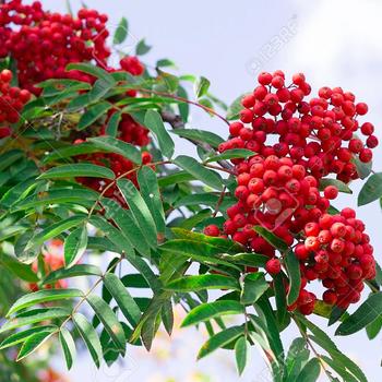 Sorbus aucuparia - European Mountain Ash