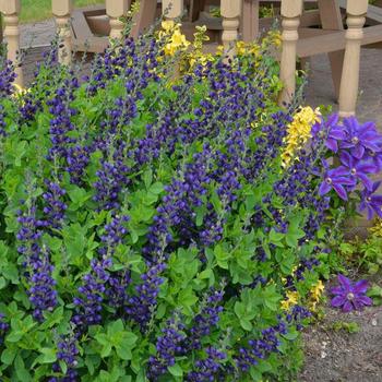 Baptisia hybrid - Decadence® 'Sparkling Sapphires'