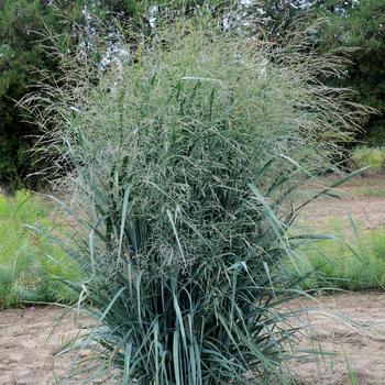 Panicum virgatum 'Blue Fountain' (Blue Switch Grass) - Blue Fountain Blue Switch Grass