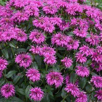 Monarda - 'Electric Neon Purple' Bee Balm