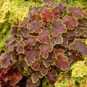 Heucherella hybrid - 'Solar Eclipse' Variegated Foamy Bells