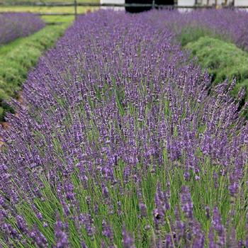 Lavandula angustifolium - 'Phenomenal'