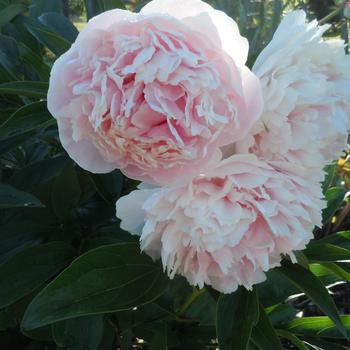 Paeonia lactiflora - 'Shirley Temple' Peony