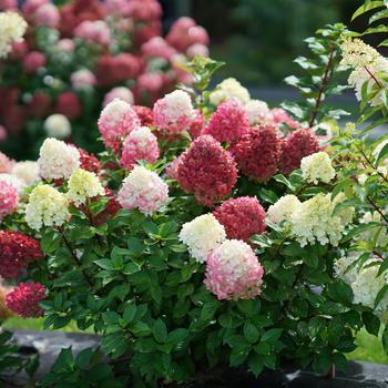 Hydrangea paniculata - Little Lime Punch™