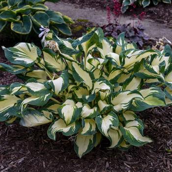 Hosta 'Hans' (Hosta, Plantain Lily) - Hans Hosta, Plantain Lily