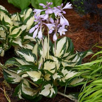 Hosta hybrid - 'Fire and Ice'