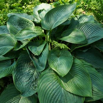 Hosta ''Empress Wu'' PP20,774 (Plantain Lily, Hosta) - Shadowland® Empress Wu