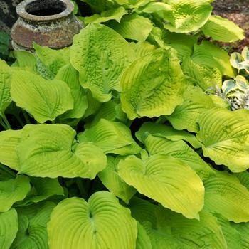 Hosta hybrid - Shadowland® Coast to Coast'