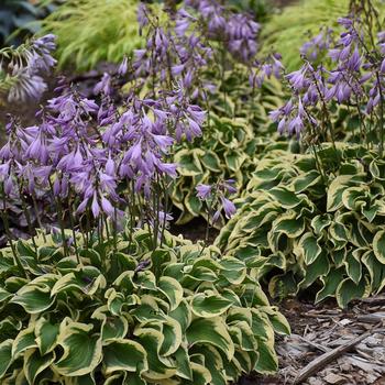 Hosta 'Wrinkle in Time' (Hosta) - Wrinkle in Time Hosta