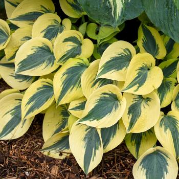 Hosta hybrid - Shadowland® Autumn Frost 