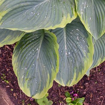 Hosta ''Wu-La-La'' (Hosta, Plantain Lily) - Shadowland® Wu-La-La