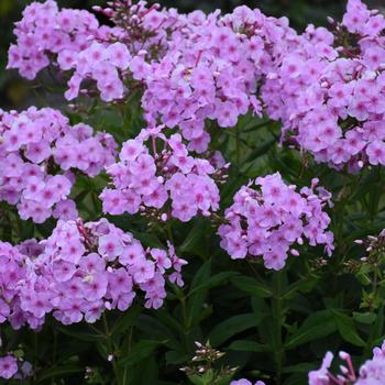 Phlox paniculata (Tall Garden Phlox) - Garden Girls™ 'Uptown Girl'