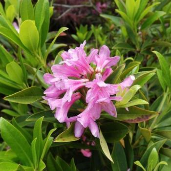 Rhododendron 'Laetevirens' (Wilson Rhododendron) - Laetevirens Wilson Rhododendron