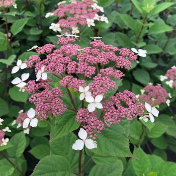 Hydrangea arborescens ssp radiata - Invincibelle Lace®