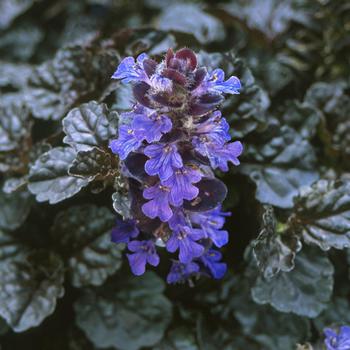 Ajuga reptans - Black Scallop Bugleweed