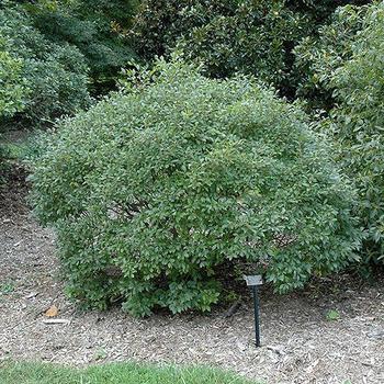 Ilex verticillata 'Jim Dandy' (Winterberry) - Jim Dandy Winterberry