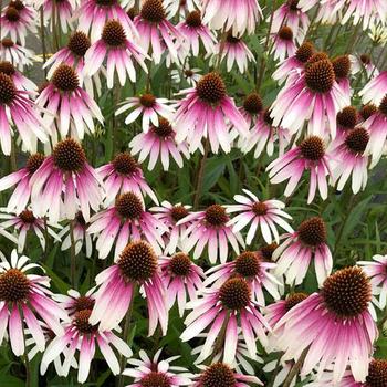 Echinacea 'JS Engeltje' PP31675 (Coneflower) - Pretty Parasols Coneflower