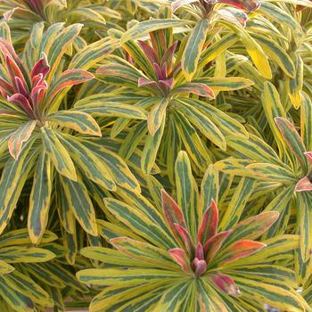 Euphorbia martinii 'Ascot Rainbow' - Martin's Spurge